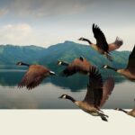 Mohamed bin Zayed Species Conservation Fund