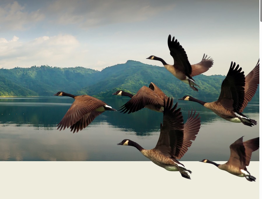Mohamed bin Zayed Species Conservation Fund